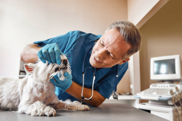 Best 24-Hour Emergency Dentist in Woodward, IA